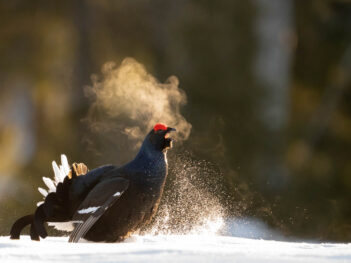 Fotoreis iconische vogelsoorten Finland