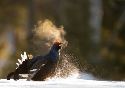 Black Grouse playing in snow- Fotoreis iconische vogelsoorten Finland