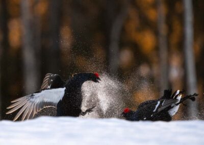Black Grouses playing in snow- Fotoreis iconische vogelsoorten Finland
