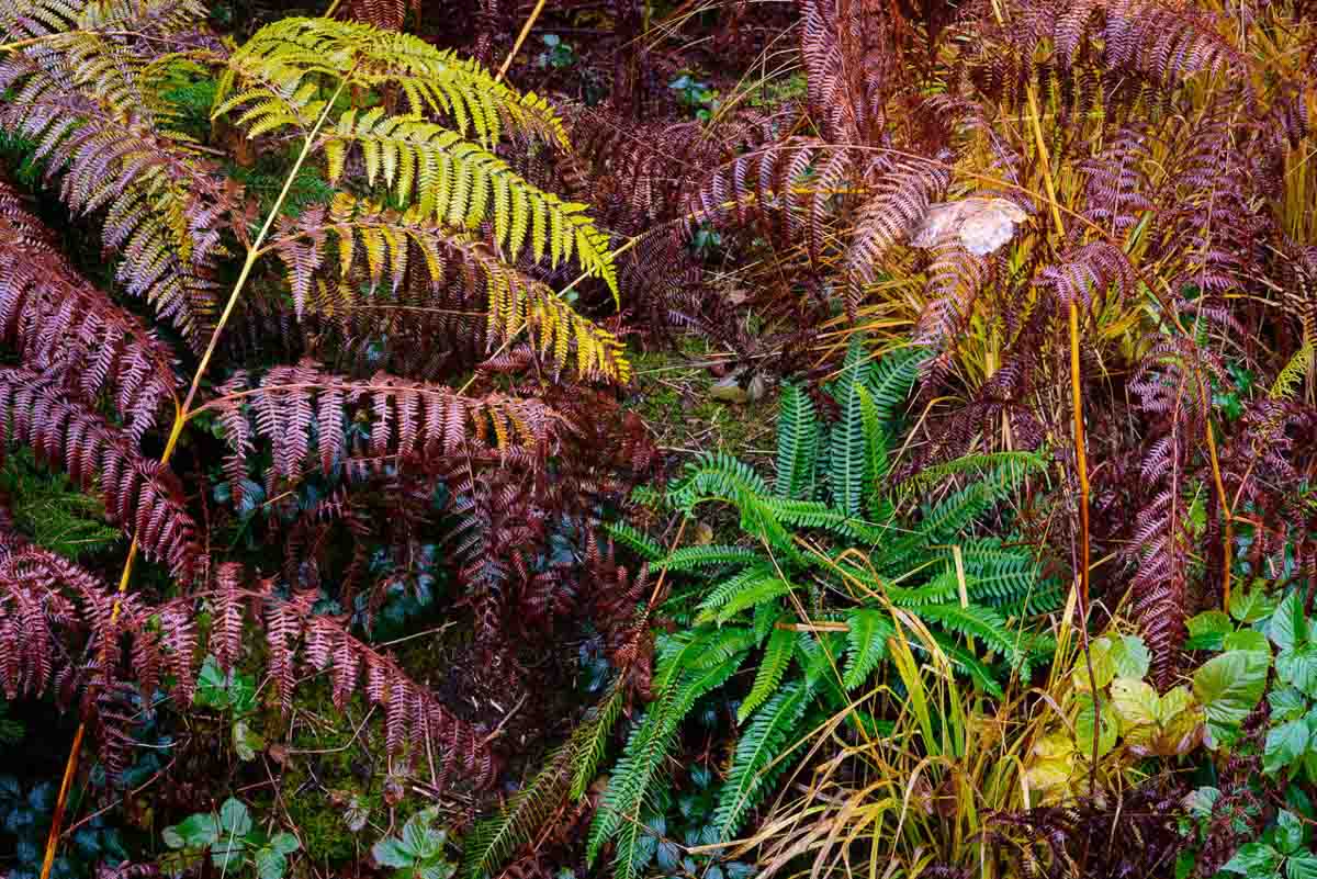 Bladeren - Fotoreis Hoge Venen - Herfst Landschappen