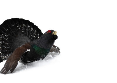 Capercaillie 1- Fotoreis iconische vogelsoorten Finland