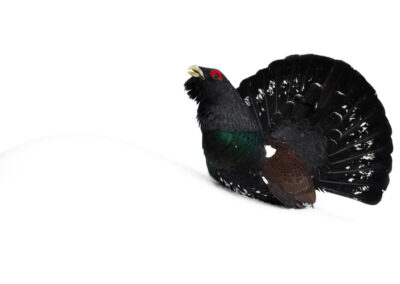 Capercaillie 2- Fotoreis iconische vogelsoorten Finland