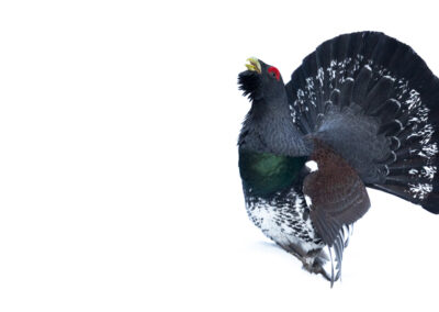 Capercaillie 3- Fotoreis iconische vogelsoorten Finland