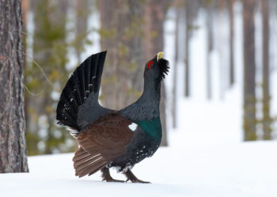 Capercaillie 4- Fotoreis iconische vogelsoorten Finland