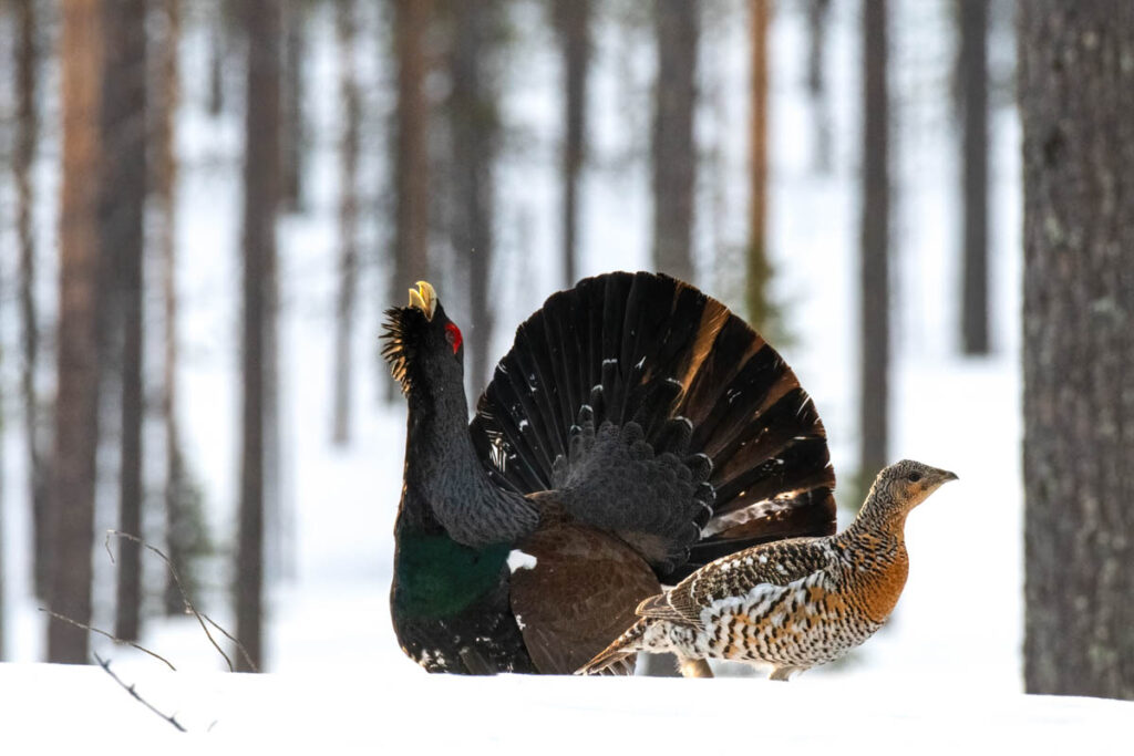 Capercaillie 5- Fotoreis iconische vogelsoorten Finland