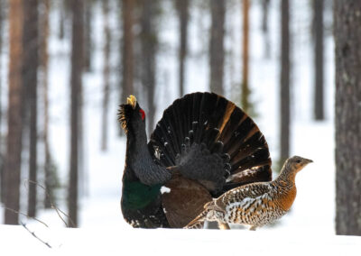 Capercaillie 5- Fotoreis iconische vogelsoorten Finland