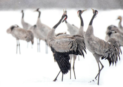 Close Group Crane 2- Fotoreis iconische vogelsoorten Finland