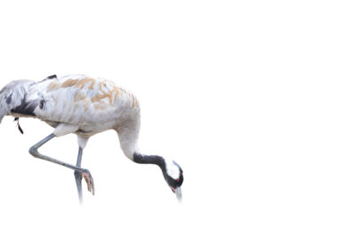 Crane- Fotoreis iconische vogelsoorten Finland