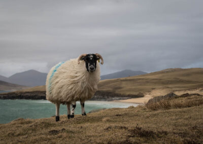 Schaap - Fotoreis Schotland - Ruige kustlandschappen op de eilanden Harris en Lewis