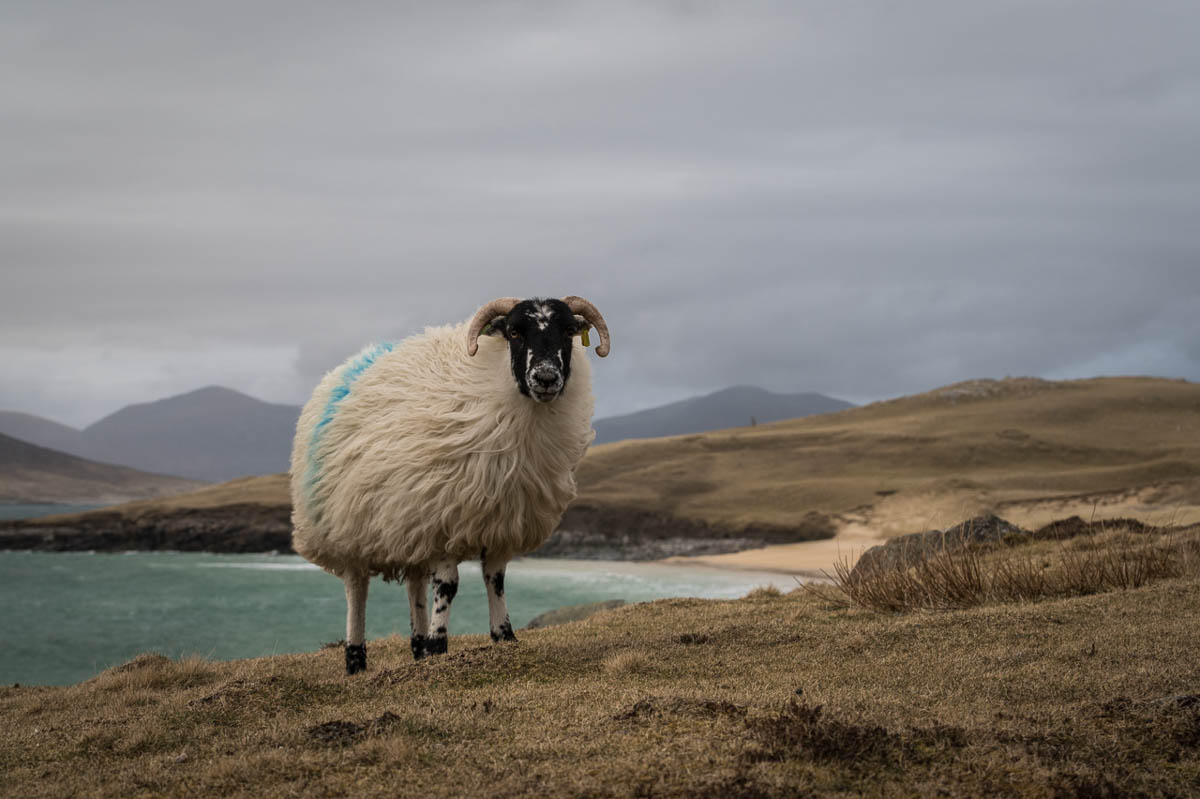 Schaap - Fotoreis Schotland - Ruige kustlandschappen op de eilanden Harris en Lewis