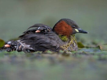 Fotoreis Slovenië: drijfhutfotografie tussen de watervogels