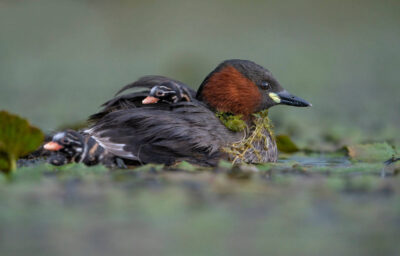 Dodaars met jong - Fotoreis Slovenië - watervogels fotograferen op de waterlijn