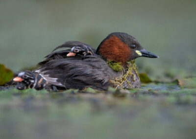 Dodaars met jong - Fotoreis Slovenië - watervogels fotograferen op de waterlijn