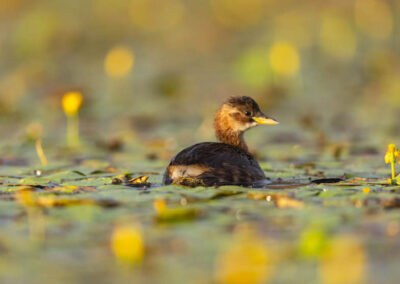 Dodaars tussen lelies - Fotoreis Slovenië - watervogels fotograferen op de waterlijn