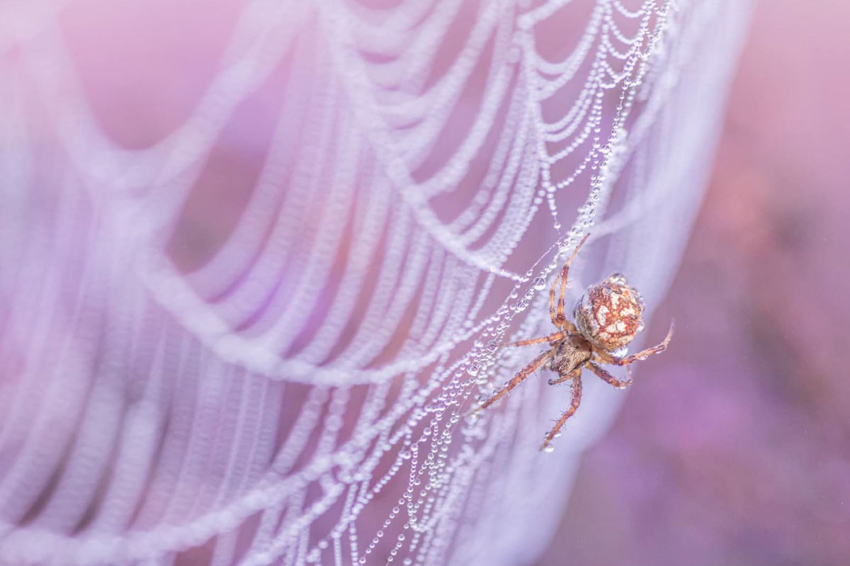 Spin in web - Fotoreis Drenthe - Allround Natuurfotografie