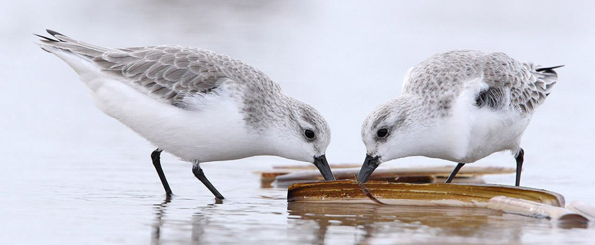 Drieteenstrandloper - Fotoreis Texel - Allround Natuurfotografie