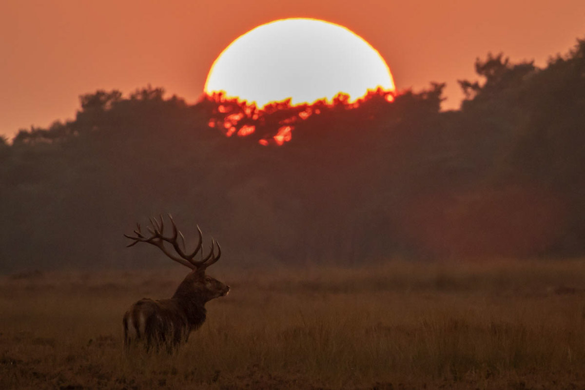 Edelhert zonsondergang - Fotoworkshop edelhertenbronst - Hoge veluwe