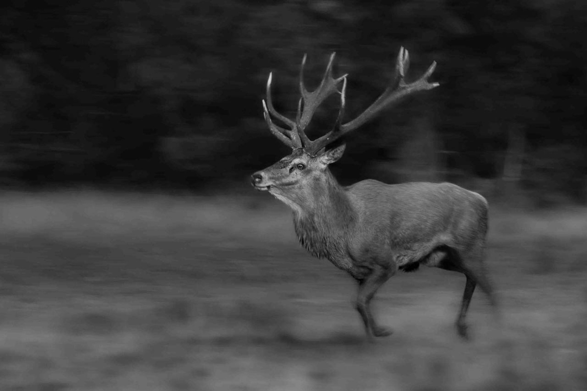 Edelhert zwart wit - Fotoworkshop edelhertenbronst - Hoge veluwe