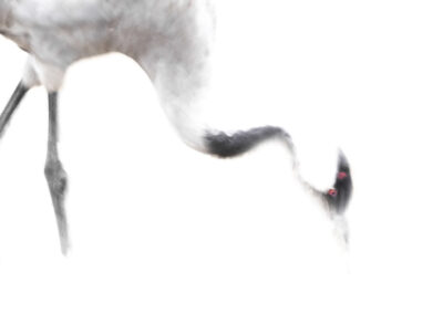 Faded Crane- Fotoreis iconische vogelsoorten Finland
