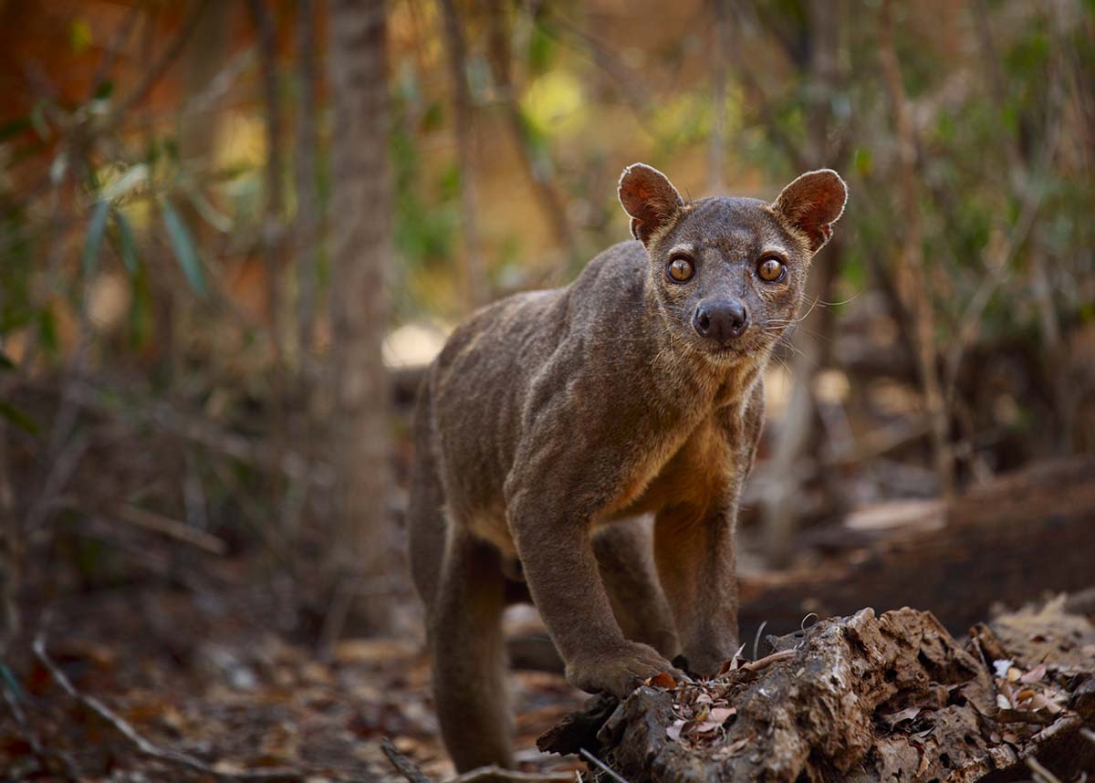 Fossa - Fotoreis Madagaskar - Exotisch