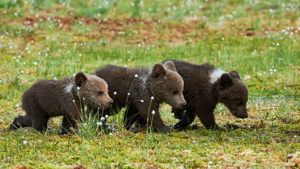 Drie kleine beren - Fotoreis Finland - Grote beren en hun kleine pluizige welpjes
