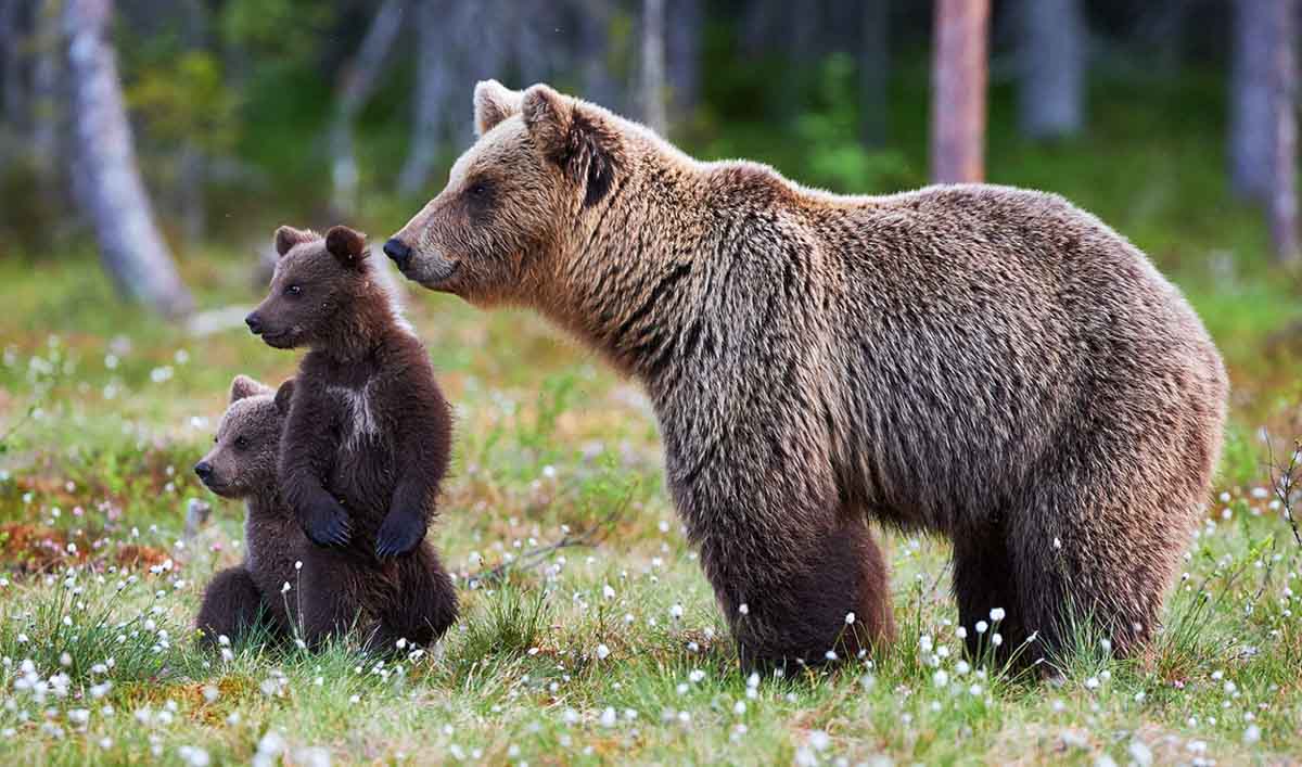 Beer met welpjes - Fotoreis Finland - Grote beren en hun kleine pluizige welpjes