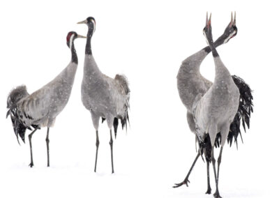 Four Cranes- Fotoreis iconische vogelsoorten Finland