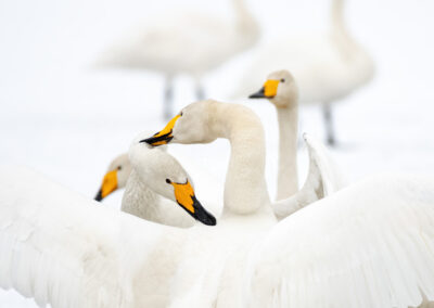 Group Whooper Swan- Fotoreis iconische vogelsoorten Finland