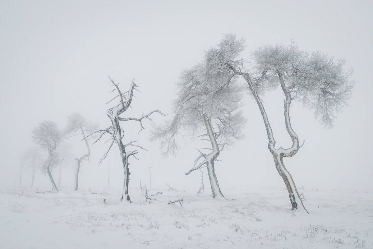 Besneeuwde bomen - Fotoreis Hoge Venen - Winter