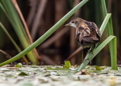 Klein waterhoen tussen riet - Fotoreis Slovenië - watervogels fotograferen op de waterlijn