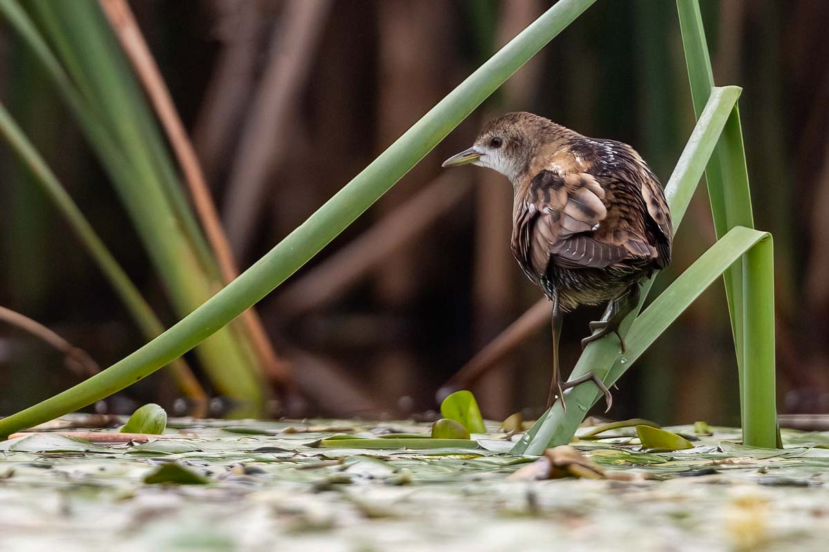 Klein waterhoen tussen riet - Fotoreis Slovenië - watervogels fotograferen op de waterlijn