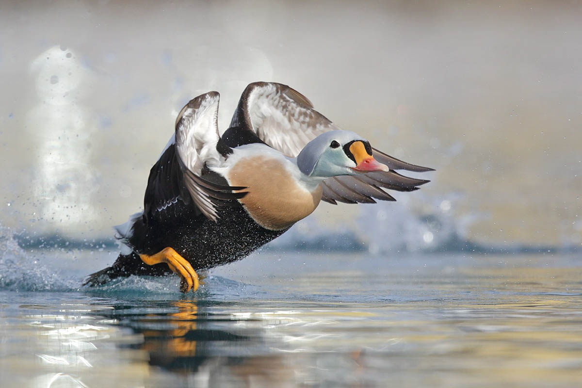 Koningseider - Fotoreis Lapland - Vogelfotografie