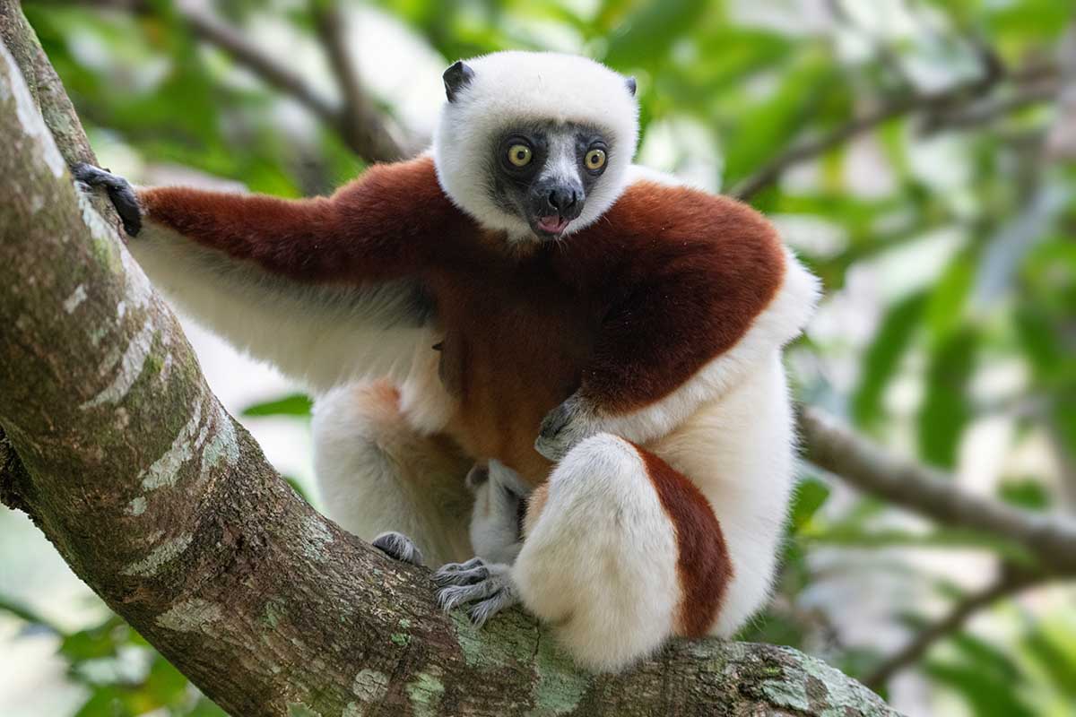 Lemuur - Fotoreis Madagaskar - Exotisch