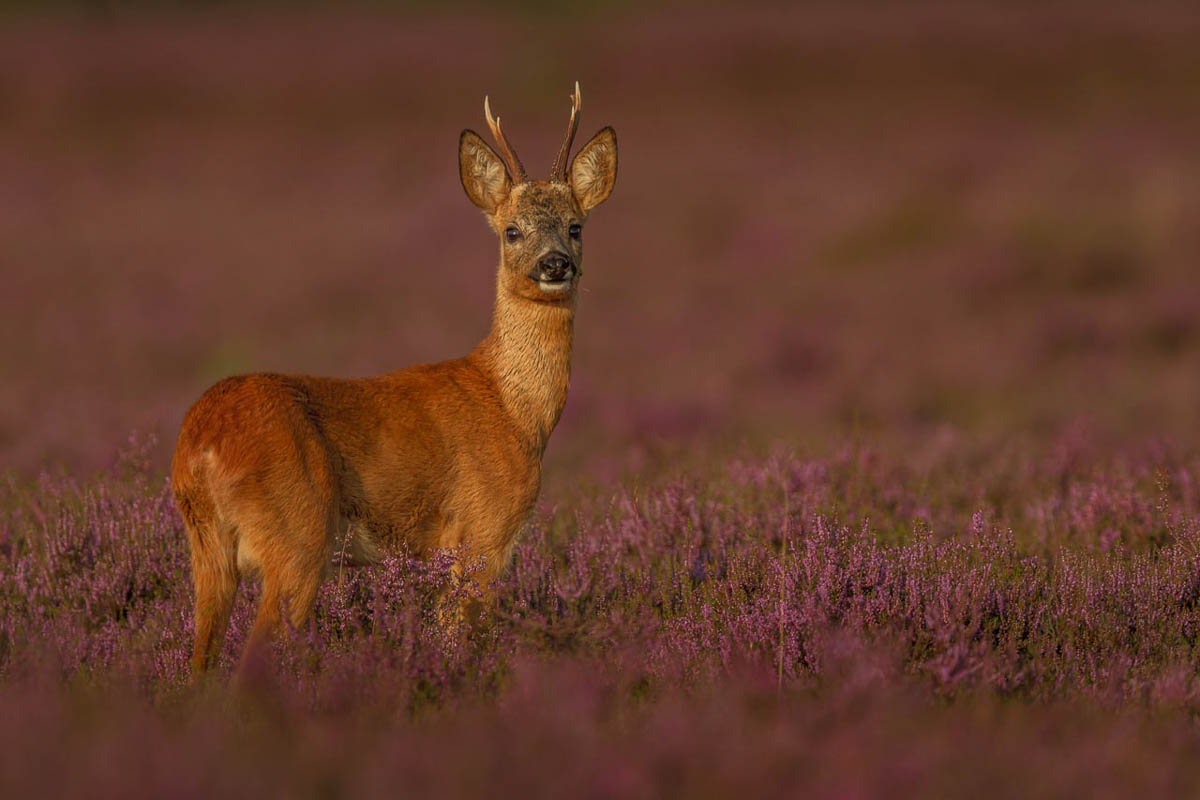 Hert tussen de heide - Fotoreis Drenthe - Allround Natuurfotografie