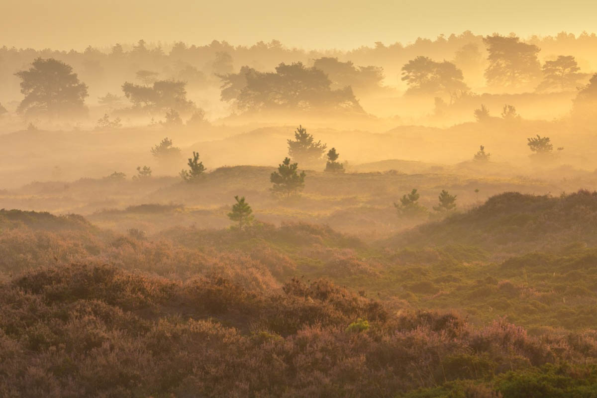 Heide - Fotoreis Drenthe - Herfst