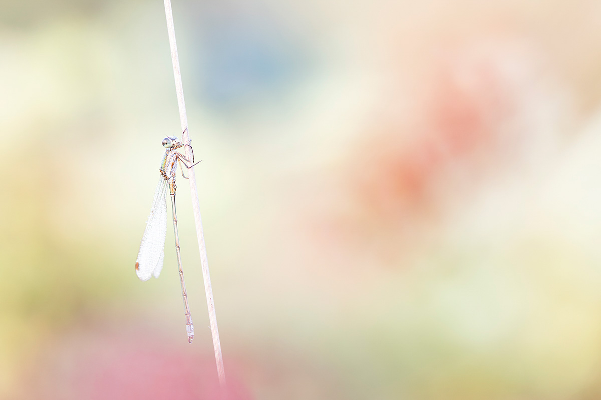 Libelle - Fotoreis Drenthe - Allround Natuurfotografie