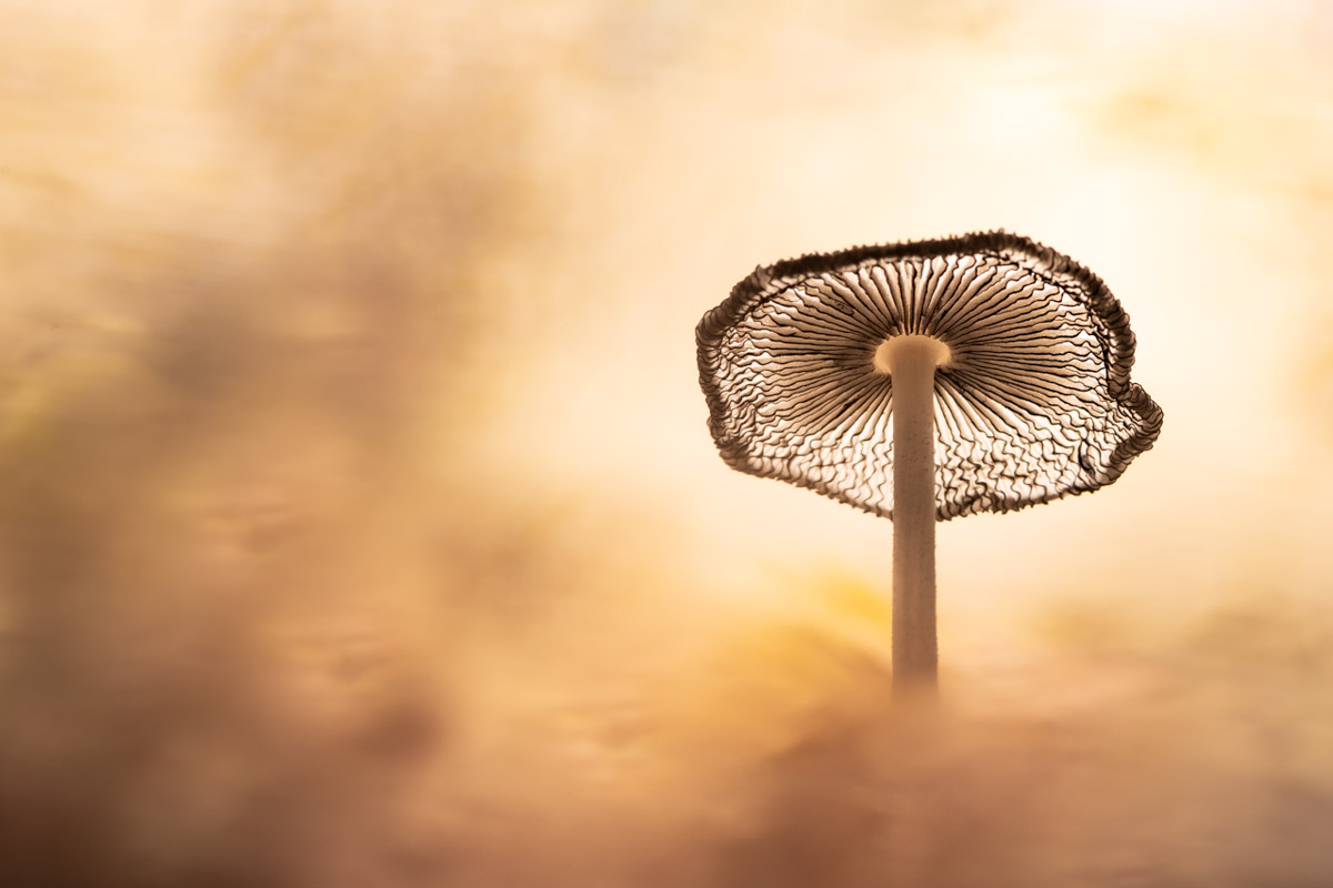 Paddenstoel - Fotoreis Drenthe - Herfst Macro