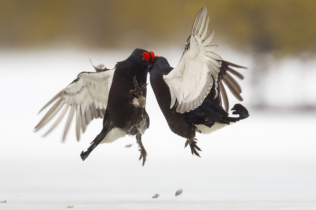 Vogels - Fotoreis Finland - Beren, maar ook veelvraat, auerhoen en arenden