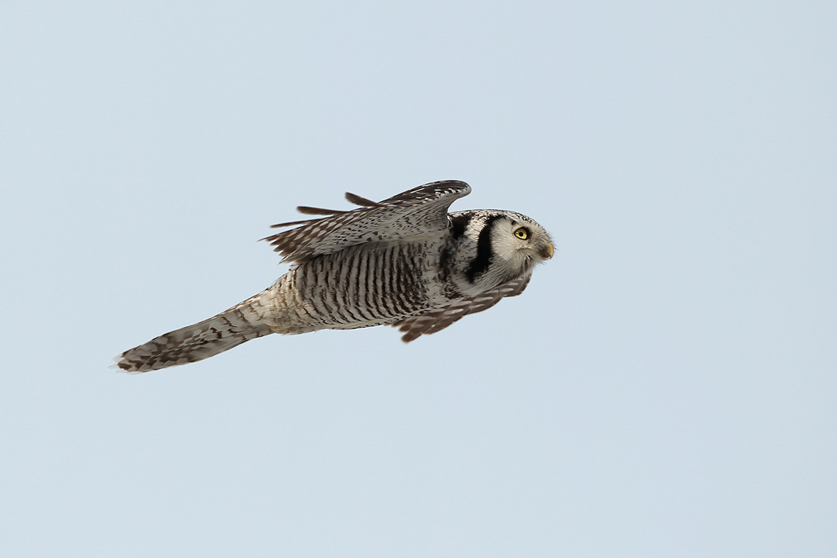 Roofvogel - Fotoreis Lapland - Pasvik Vallei, Varanger en vogeleiland Hornoya