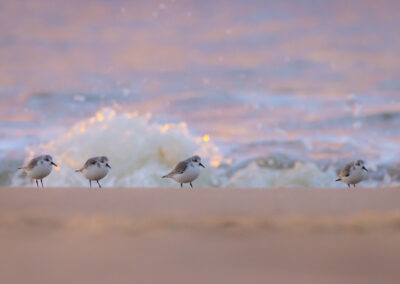 Strandlopers - Fotoreis Schiermonnikoog - vogelfotografie op ons mooiste waddeneiland