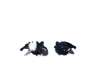 Two Black Grouse- Fotoreis iconische vogelsoorten Finland