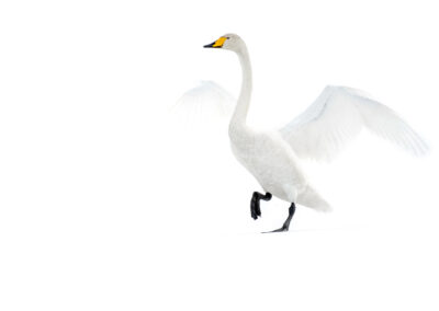 Whooper Swan- Fotoreis iconische vogelsoorten Finland
