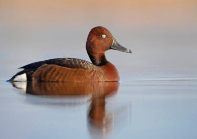 Witoogeend 1 - Fotoreis Slovenië - watervogels fotograferen op de waterlijn