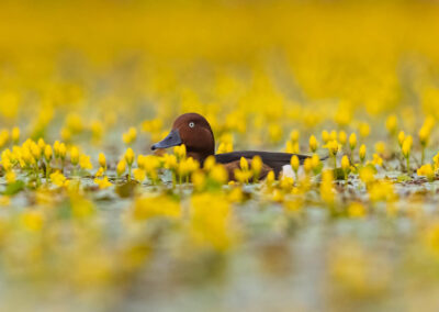 Witoogeend tussen lelies - Fotoreis Slovenië - watervogels fotograferen op de waterlijn