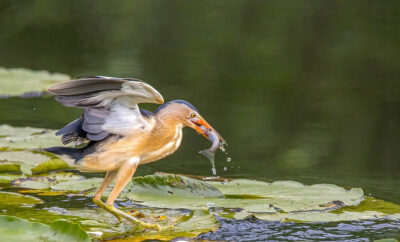 Woudaap met vis - Fotoreis Slovenië - watervogels fotograferen op de waterlijn