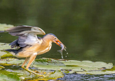 Woudaap met vis - Fotoreis Slovenië - watervogels fotograferen op de waterlijn