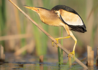 Woudaap tussen riet - Fotoreis Slovenië - watervogels fotograferen op de waterlijn