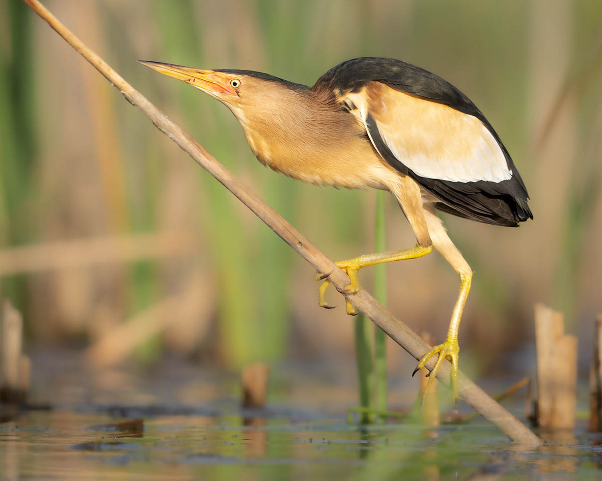 Woudaap tussen riet - Fotoreis Slovenië - watervogels fotograferen op de waterlijn