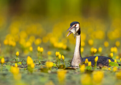 fuut met vis - Fotoreis Slovenië - watervogels fotograferen op de waterlijn