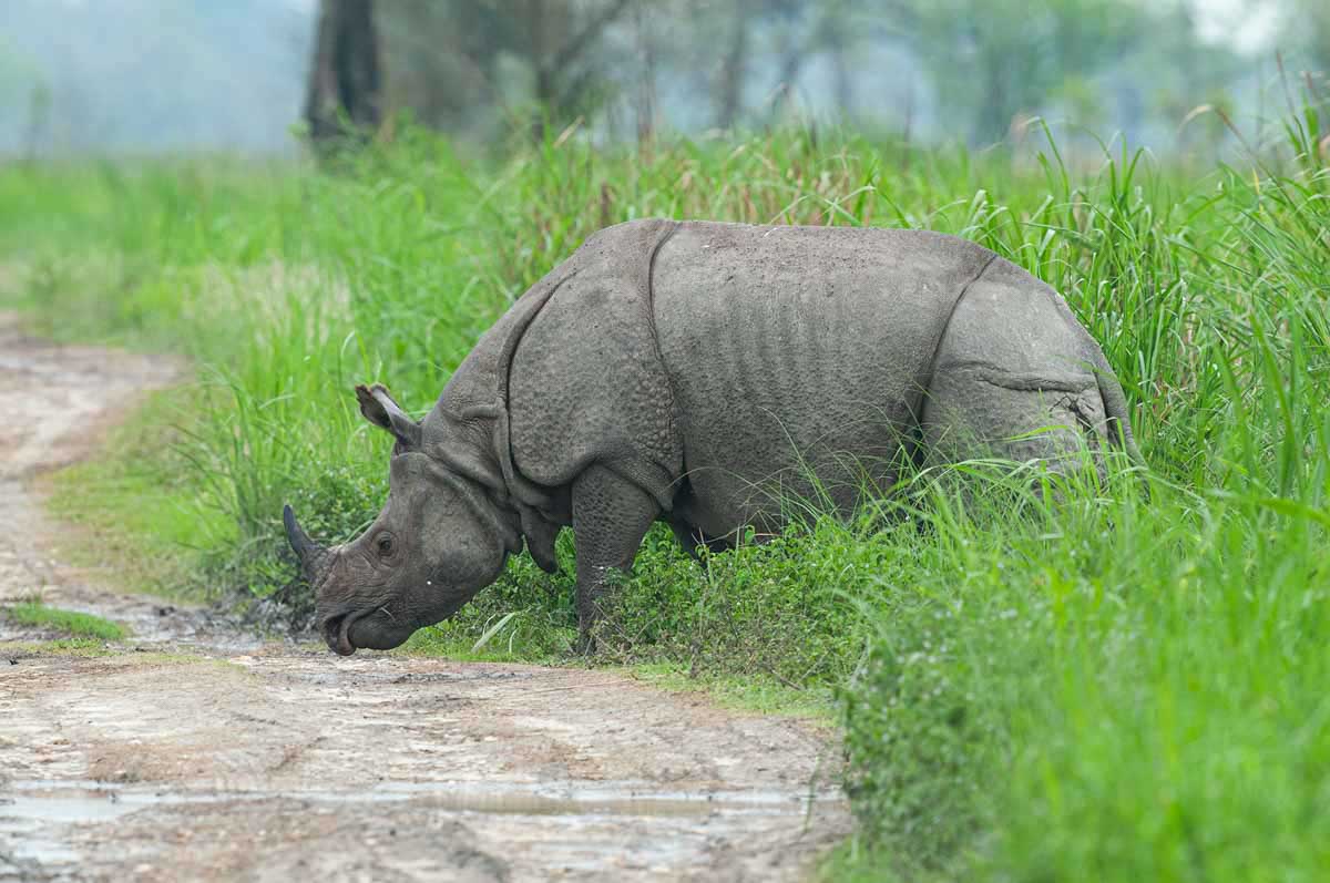 Neushoorn - Fotoreis India Big Five - midden en noordoost India